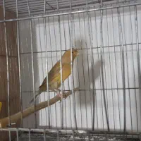 قناری نر|پرنده|رباط‌کریم, رباط‌کریم|دیوار