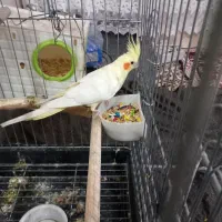 عروس هلندی باجوجه