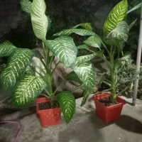دوتا گول دیفن زیبا