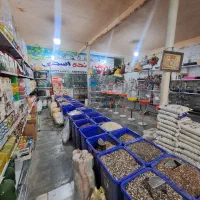 شهر پرنده اسدی