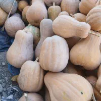 کدو حلوایی|خوردنی و آشامیدنی|چورزق, |دیوار