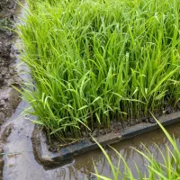 ۱۰عدد توم هاشمی گرم