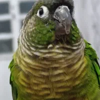 گرینچیک گم شده|حیوانات|اراک, |دیوار