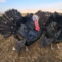 بوقلمون محلی