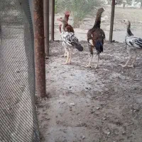 لاری' خروس و مرغ و جوجه اوشامو|حیوانات مزرعه|بندرعباس, |دیوار