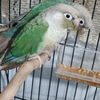 گرینچیک جفت  صد در صدمولد تراکوییس پاین اپل