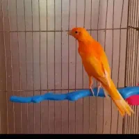 قناری گمشده دوعدد