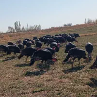 بوقلمون محلی وارگانیک|حیوانات مزرعه|بوکان, |دیوار