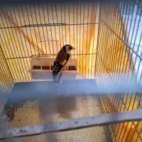 سهره جوجه سال نقاب قفل