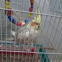 عروس هلندی|پرنده|تهران, کیانشهر|دیوار