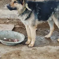 سگ ژرمن سفت نگهبان خشن قی م ت 10