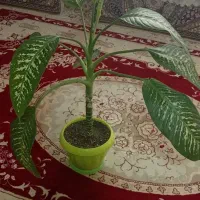 گل دیفن باخیا