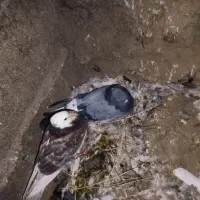 ۸‌تا کبوتر|پرنده|تیکمه داش, |دیوار