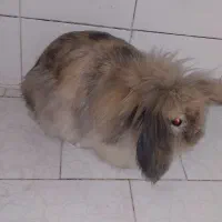 خرگوش خوشگل ناز|موش و خرگوش|اصفهان, جاوان|دیوار