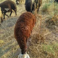 نه راس بره افشاری پاک قوچ گرفته جفتی 54000000