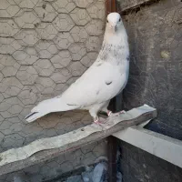 کفتر نر خال پیس