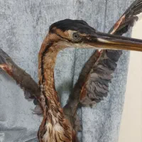 مجسمه|مجسمه، تندیس، ماکت|آبادان, |دیوار