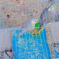 سامسونگ گلکسی(هلندی عروس)|موبایل|بم, |دیوار