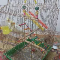 عروس هلندی توضیحات خوانده شود