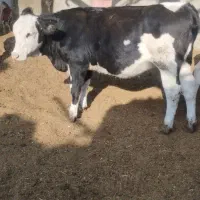 فروش انواع گوساله نر و ماده