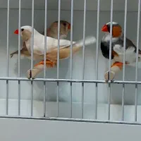 پرنده فنچ زبرا جفت و جوجه و نر تک ، فنج