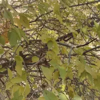 وام ازدواجی