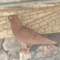 کفتر