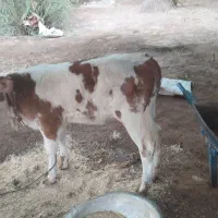 گاووگوساله سیمنتال|حیوانات مزرعه|باوی, |دیوار