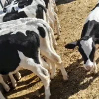 ۱۶راس گوساله صنعتی نر|حیوانات مزرعه|رامند, |دیوار