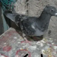 کبوتر|پرنده|سیوان, |دیوار