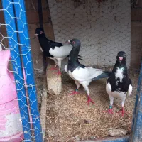 کبوتر یهودی گردن شتری|پرنده|مبارکه, |دیوار