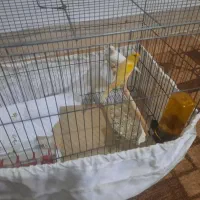 قناری نر ماده