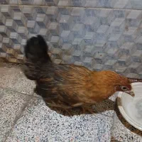 مرغ