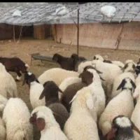 فروش گوسفند