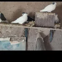 کفتر|پرنده|سبزوار, جوادیه شرقی|دیوار