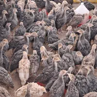 جوجه مرغ و خروس و بوقلمون|حیوانات مزرعه|سیرجان, |دیوار