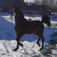 اسب نریان کرد