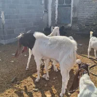 پازن پاکستانی