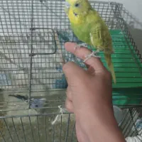 مرغ عشق دستی