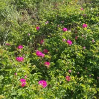 ریشه گل محمدی|گل و گیاه طبیعی|صفائیه, |دیوار