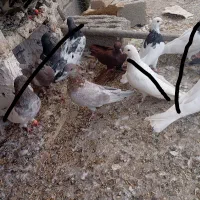 8کبوتر|پرنده|مرند, |دیوار