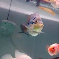 یک جفت ماهی فلاور باکس