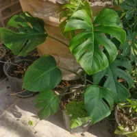 گل اپارتمانی|گل و گیاه طبیعی|مشکین‌دشت, |دیوار