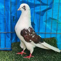 کبوتر پرست اصل نصب دار