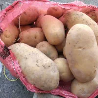 سیب زمینی  و پیاز