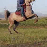 پانسیون (نگهداری اسب) فروش اسب