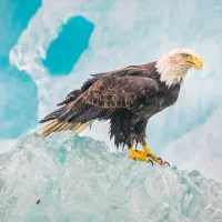 اکانت  عقاب