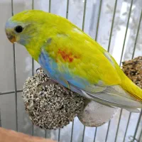 طوطی نئوفما|پرنده|یزد, |دیوار