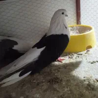 دوکت زینتی معاوضه با پلستیشن