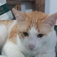 گربه دی  اس. اچ.